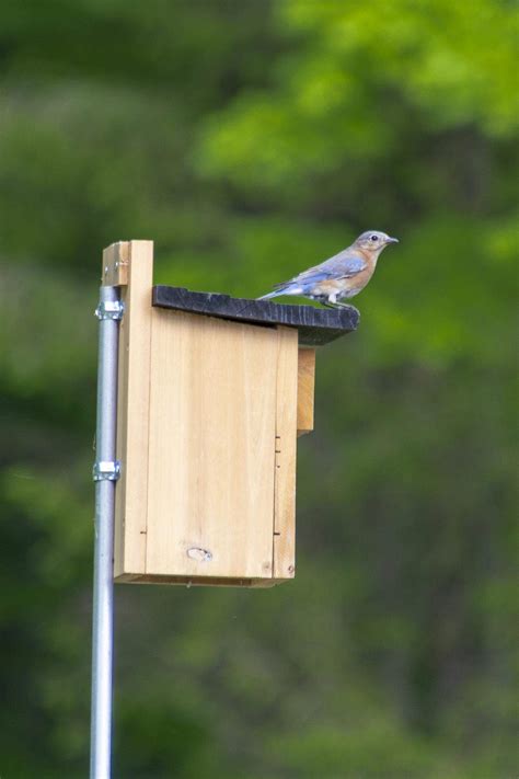 bluebird house mounting pole